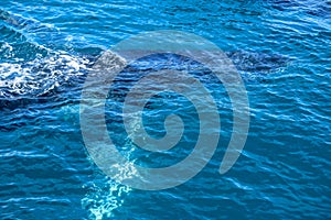 Humpback Whale submerging into ocean