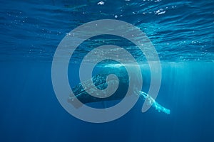 Humpback Whale at Surface