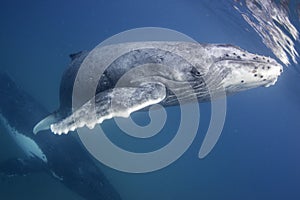 Humpback Whale at the Surface