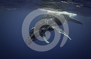 Humpback Whale at the Surface