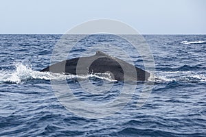 Humpback Whale at Surface of Ocean