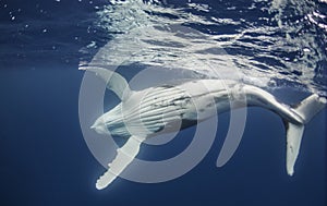 Humpback Whale at the Surface