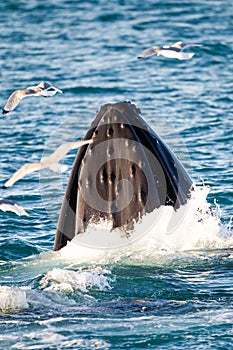 Humpback whale surfacing as they hunt for prey in the Arctic