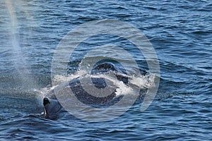 Humpback whale surfacing