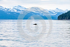 Humpback Whale surfacing off the coast of Alaska