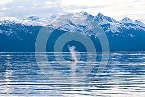 Humpback Whale surfacing off the coast of Alaska