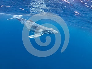 humpback whale swim under the ocean surface photo