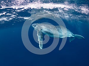 humpback whale swim beneath the surface photo