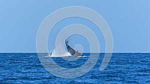 Humpback whale swimming