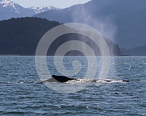 Humpback whale