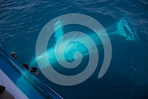 Humpback whale swimming on its back