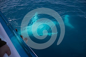 Humpback whale swimming on its back