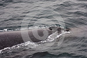 Humpback Whale Blowholes Above Surface Of Water photo