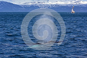 Humpback whale swimming off the coast of Husavik