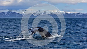 Humpback whale swimming off the coast of Husavik