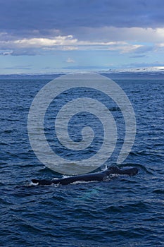 Humpback whale swimming off the coast of Husavik
