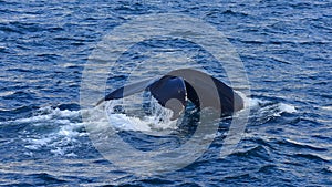 Humpback whale swimming off the coast of Husavik