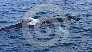 Humpback whale swimming off the coast of Husavik