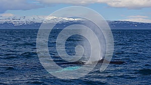 Humpback whale swimming off the coast of Husavik