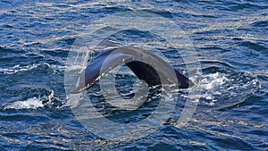 Humpback whale swimming off the coast of Husavik