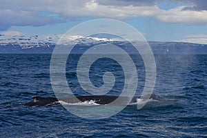 Humpback whale swimming off the coast of Husavik