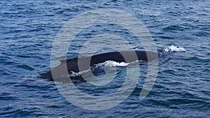 Humpback whale swimming off the coast of Husavik