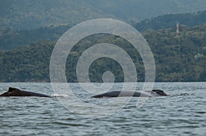 Humpback Whale photo