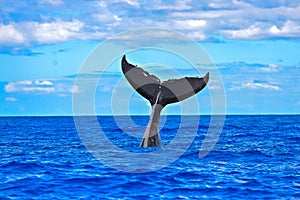 Humpback whale swimming, tail