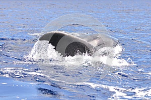 Humpback whale swimming, tail