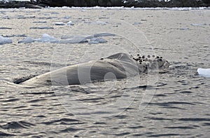 humpback whale that swims in Antarctic