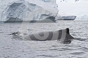 Humpback whale swims near an iceberg autumn day