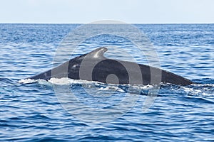 Humpback Whale Swims at Surface of Caribbean