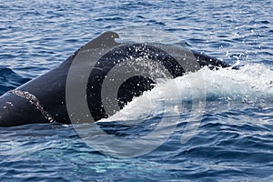 Humpback Whale Swims at Surface of Ocean