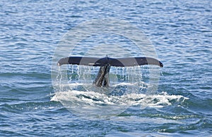 Humpback Whale Tail