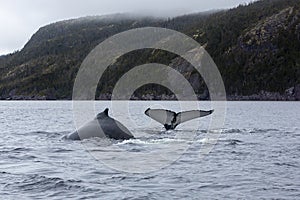 Humpback whale tail