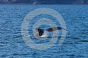 Humpback Whale Tail