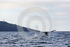 Humpback whale tail