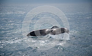 Humpback Whale Tail