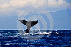 Humpback whale tail photo