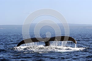 Humpback Whale Tail