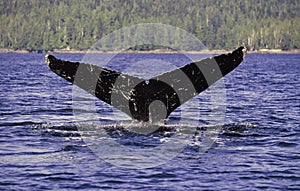 Humpback whale tail