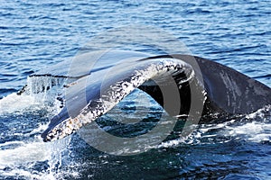 Humpback Whale Tail 3