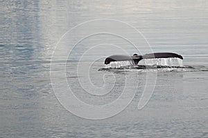 Humpback whale tail