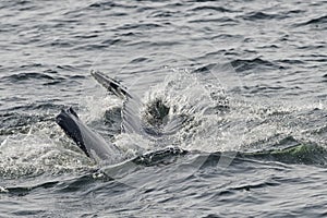 Humpback whale tail