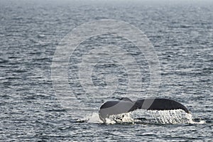 Humpback whale tail