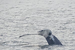 Humpback whale tail