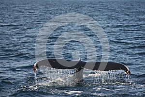 Humpback Whale Tail