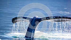 Humpback Whale tail