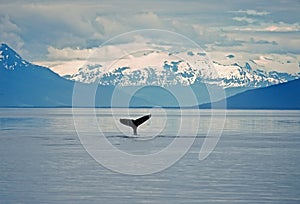 Humpback whale tail