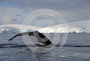 Humpback whale tail